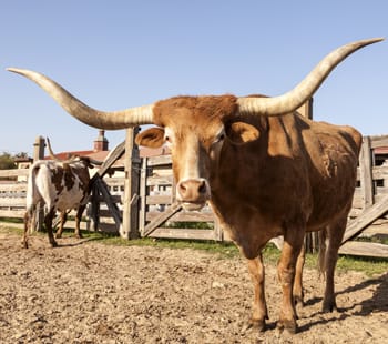 Longhorn steer